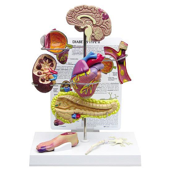 GPI Anatomicals人体模型 実物大心臓2分割モデル　スタンドカード付 GPI Anatomicals人体模型 実物大心臓2分割モデル スタンドカード付