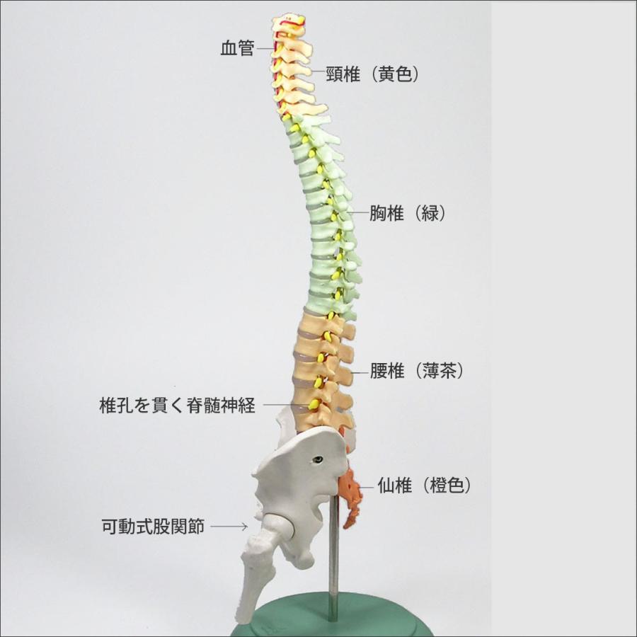 「脊柱模型」卓上サイズ スマート脊柱模型 医学模型 解剖学模型 疾患説明用模型｜jintan-100｜04
