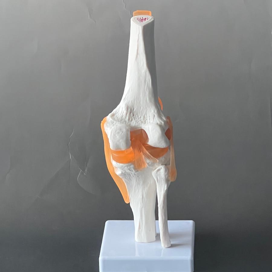 医学模型 膝関節模型 膝関節症 膝の痛み 膝関節可動解剖学模型 : 人体