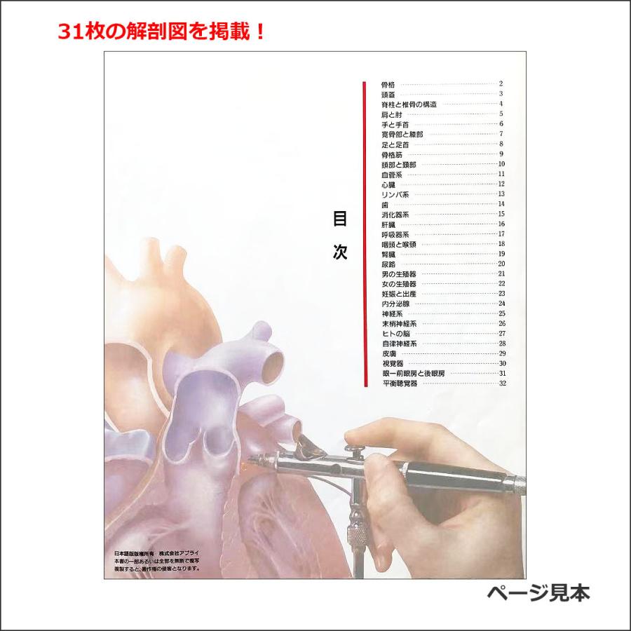 人体局所解剖図譜　セット4冊 人体解剖図譜(東京高等鍼灸医学校校長 坂本貢・編) / 伊東古本店