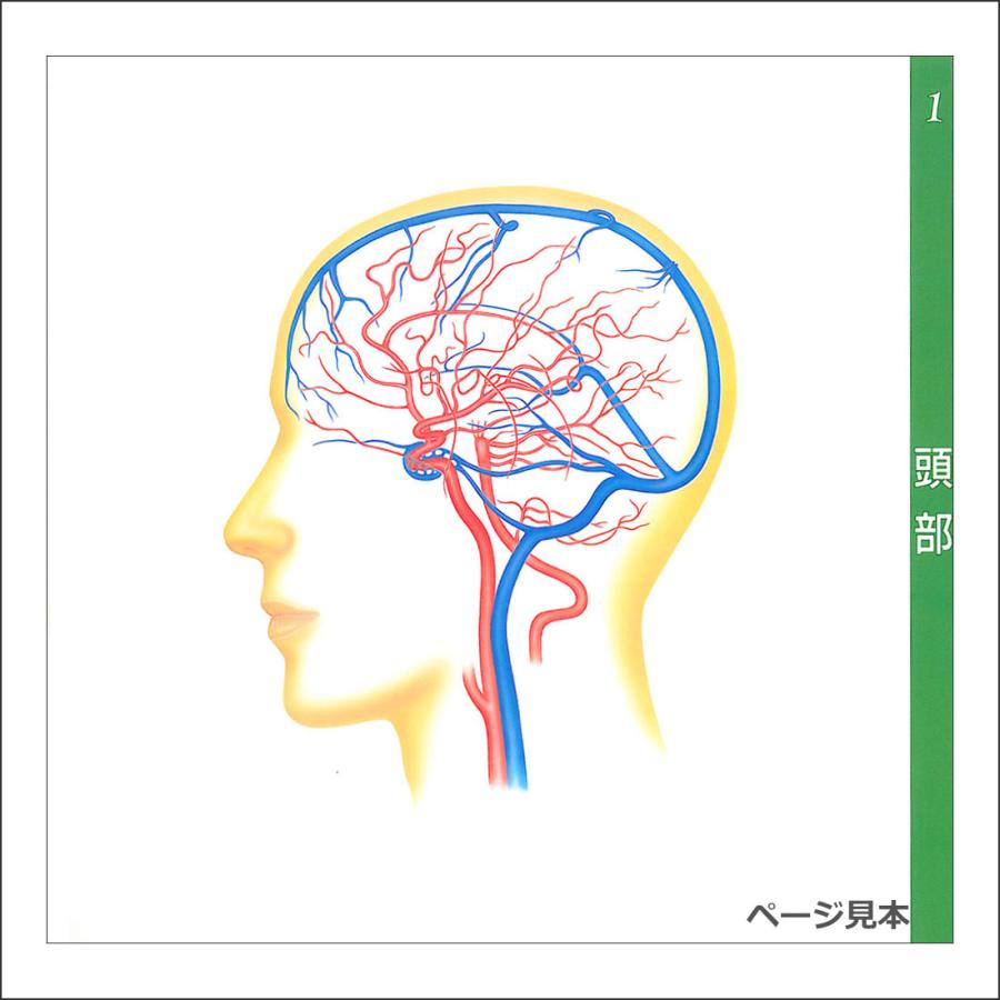 造影写真付 血管カラーアトラス」解剖学図鑑 医学書籍 : 人体