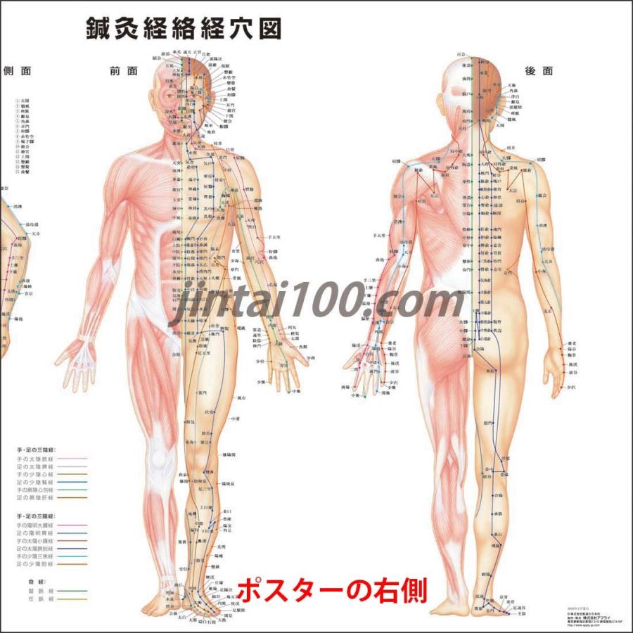 鍼灸経絡経穴図 Or028 人体図 医学ポスター 世界一流のメディカルイラスト Or028 人体百科 通販 Yahoo ショッピング