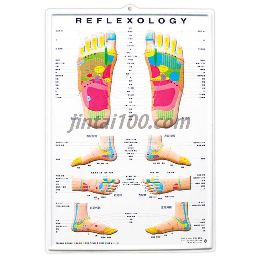 リフレクソロジー Rr003 立体ポスター 一流のメディカルイラスト Rr003 人体百科 通販 Yahoo ショッピング