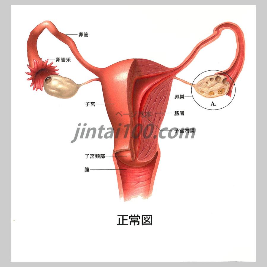 女性性器と痛み 型抜き絵本 Tp021 患者説明用絵本 Tp021 人体百科 通販 Yahoo ショッピング
