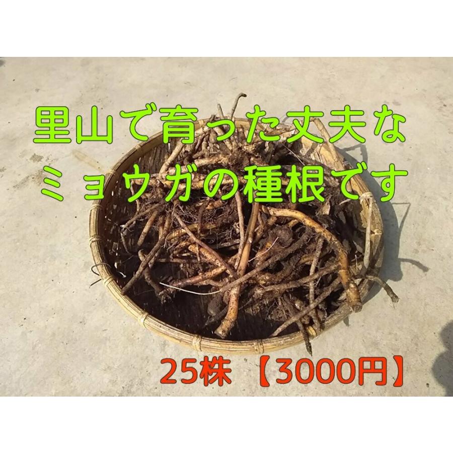 ミョウガの苗　太苗  茗荷の苗 25株 |  | 01