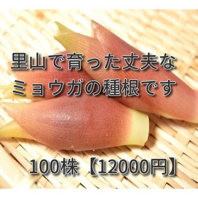 ミョウガ苗　太苗  茗荷の苗 | 