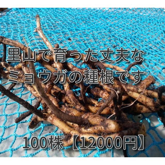 ミョウガ苗　太苗  茗荷の苗 |  | 01