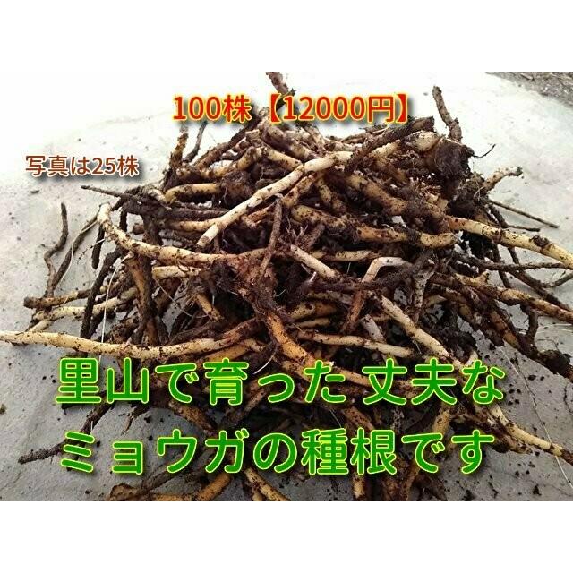 ミョウガ苗　太苗  茗荷の苗 |  | 02