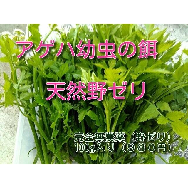 アゲハチョウの餌 野ゼリ セリ 1111 ほっかぶり爺さんのお店 通販 Yahoo ショッピング