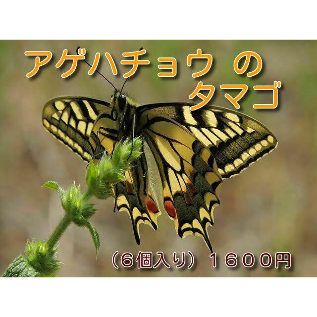 アゲハ蝶のタマゴ    アゲハ蝶のタマゴ | 