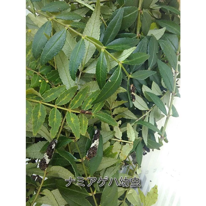 ナミアゲハチョウの幼虫(六頭入) |  | 01