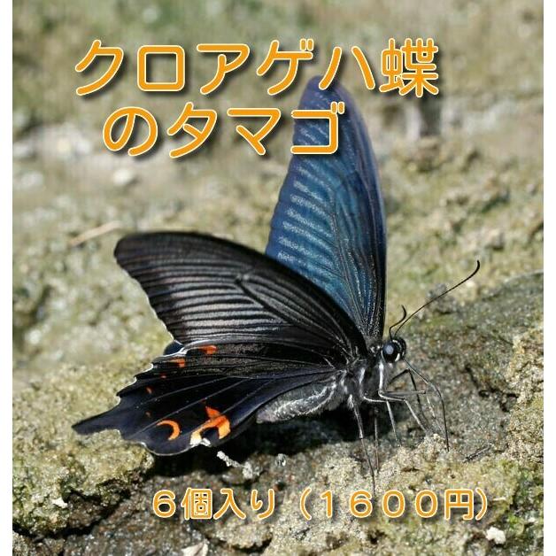 クロアゲハ蝶のタマゴ | 