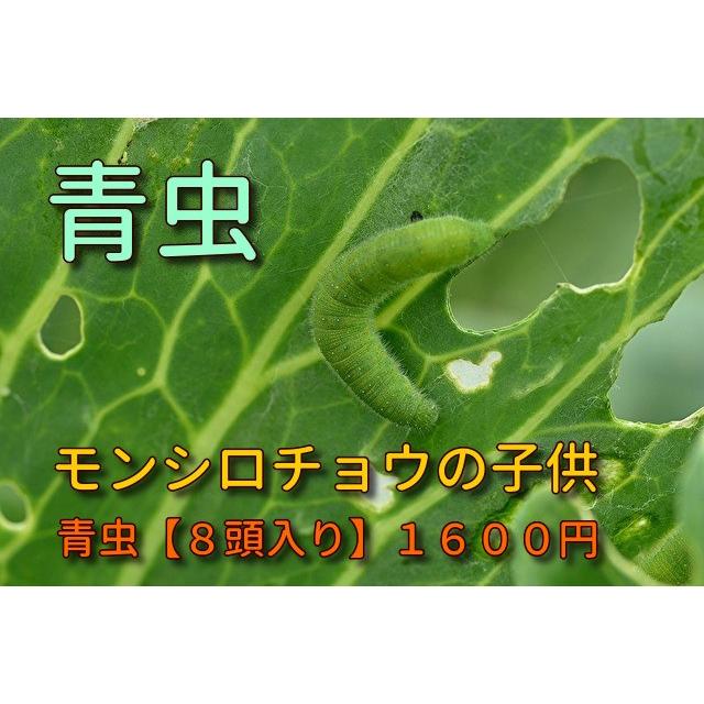 青虫　モンシロチョウの幼虫　　学校教材　学校教材モンシロチョウの幼虫　｜jisansutoa