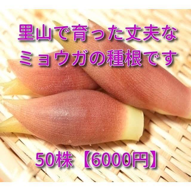 ミョウガの種根 太苗 茗荷の苗 50株 215 ほっかぶり爺さんのお店 通販 Yahoo ショッピング