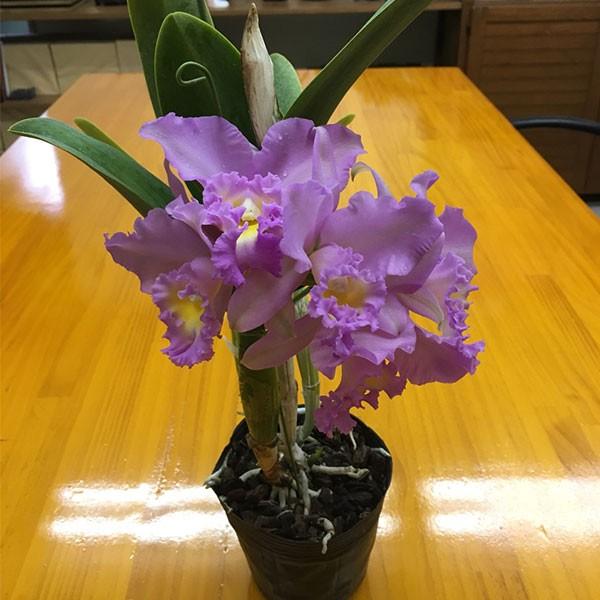 カトレア 中大輪 ※誕生日・母の日・敬老の日などのお祝い花に : JJPRO