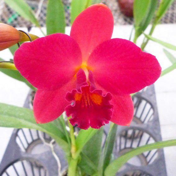 蘭 ミニカトレア アジアンレッド ファイア 株のみ販売 : JJPRO-HOME