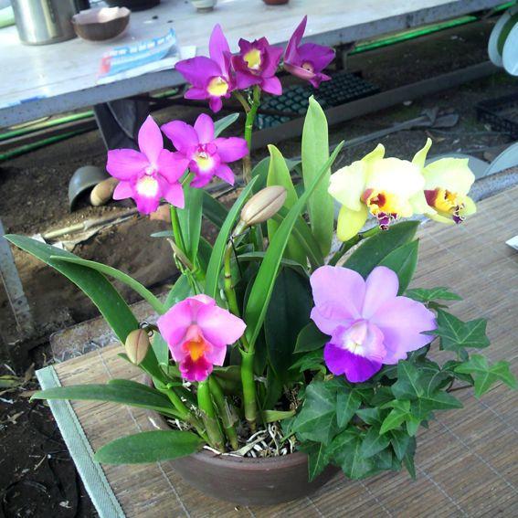 蘭 ミニカトレア 3種盛り 株のみ販売 : JJPRO-HOME - 通販 - Yahoo