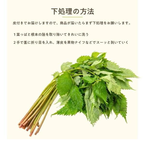 みず 2,000g 秋田県産 山菜 さんさい 2kg とれたて 新鮮 国産 2026年 