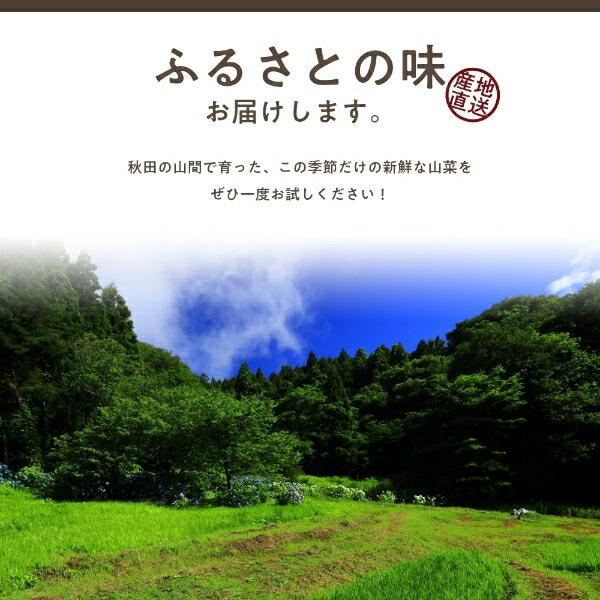 みず 1,000g 秋田県産 山菜 さんさい 1kg とれたて 新鮮 国産