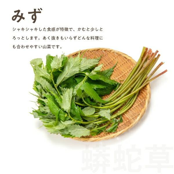 みず 1,000g 秋田県産 山菜 さんさい 1kg とれたて 新鮮 国産 2026年
