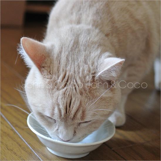 Ｊ＆Ｃ １００％ヤギミルク 20g パウダー ゴートミルク 犬 猫 |  | 02