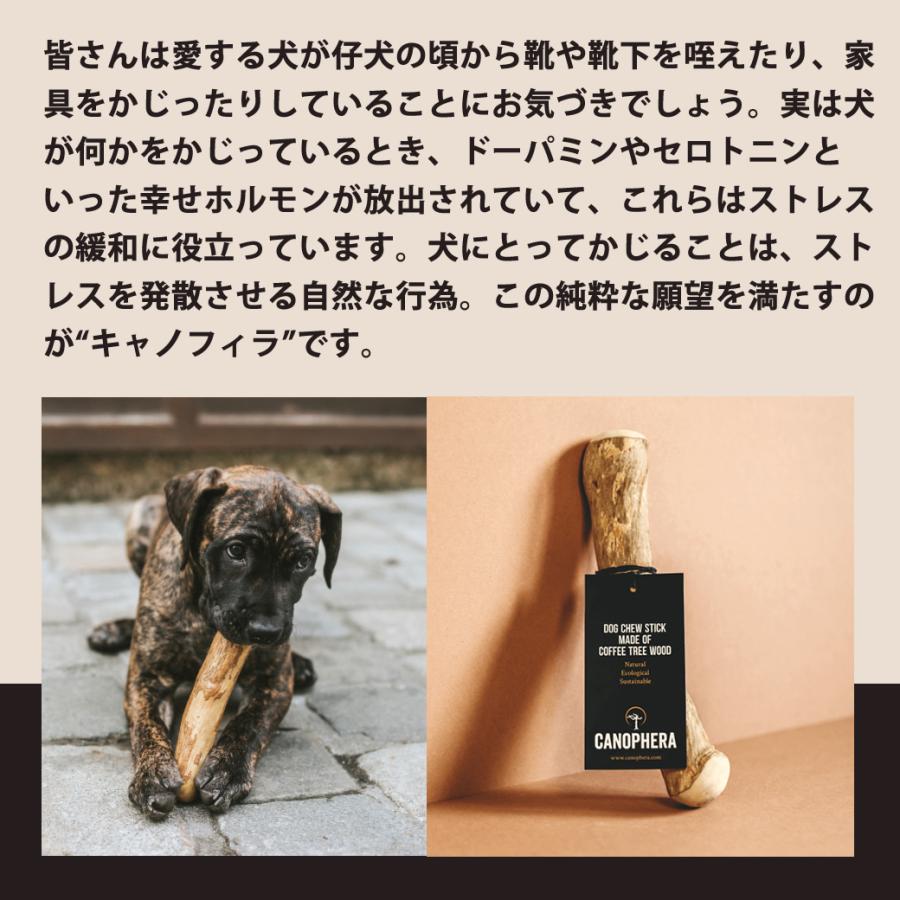 キャノフィラ DOG デンタルチュー M 犬用 おもちゃ 噛む コーヒーの木