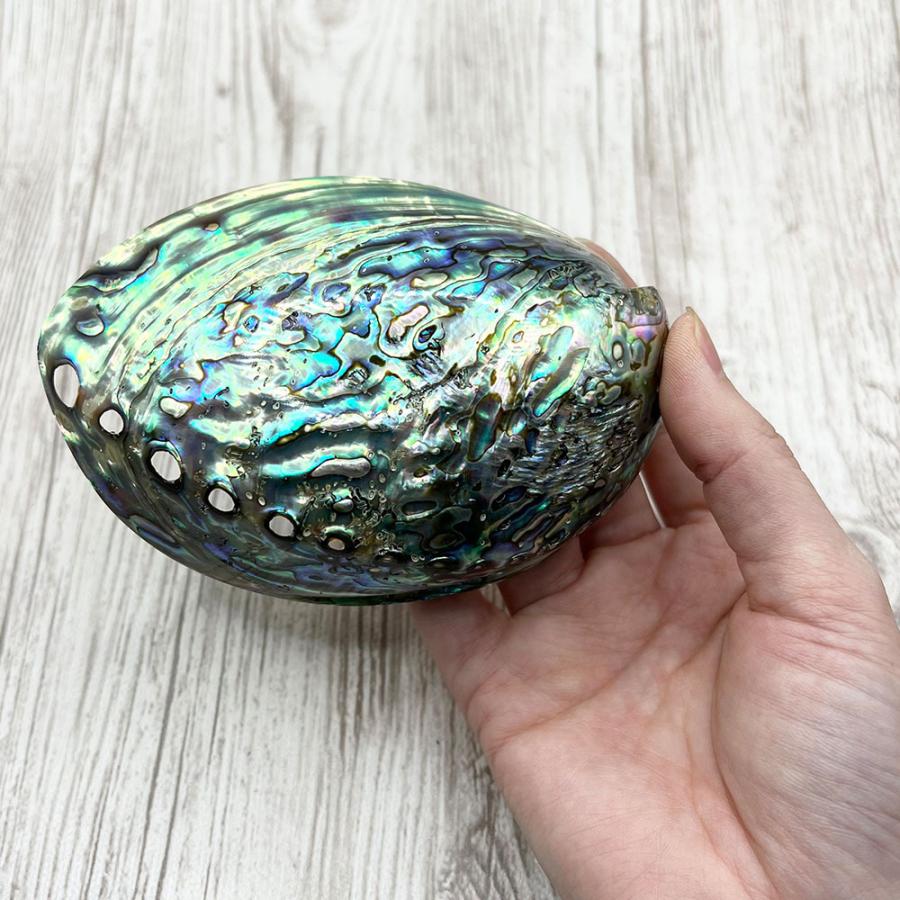 アバロンシェル 皿 avalonshell パウア貝 浄化 アワビ貝殻 両面磨き シェルプレート アクセサリー |  | 02