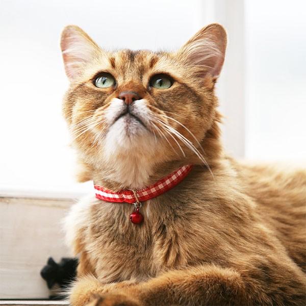 猫の暮らし キャットカラー ギンガム レッド : ペットスペース