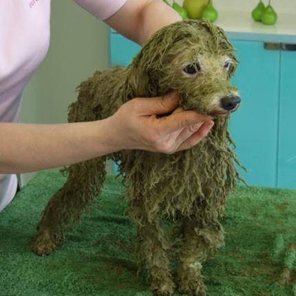 アニマルアーユルヴェーダ ビューティ＆ヘルスハーブパック 1kg