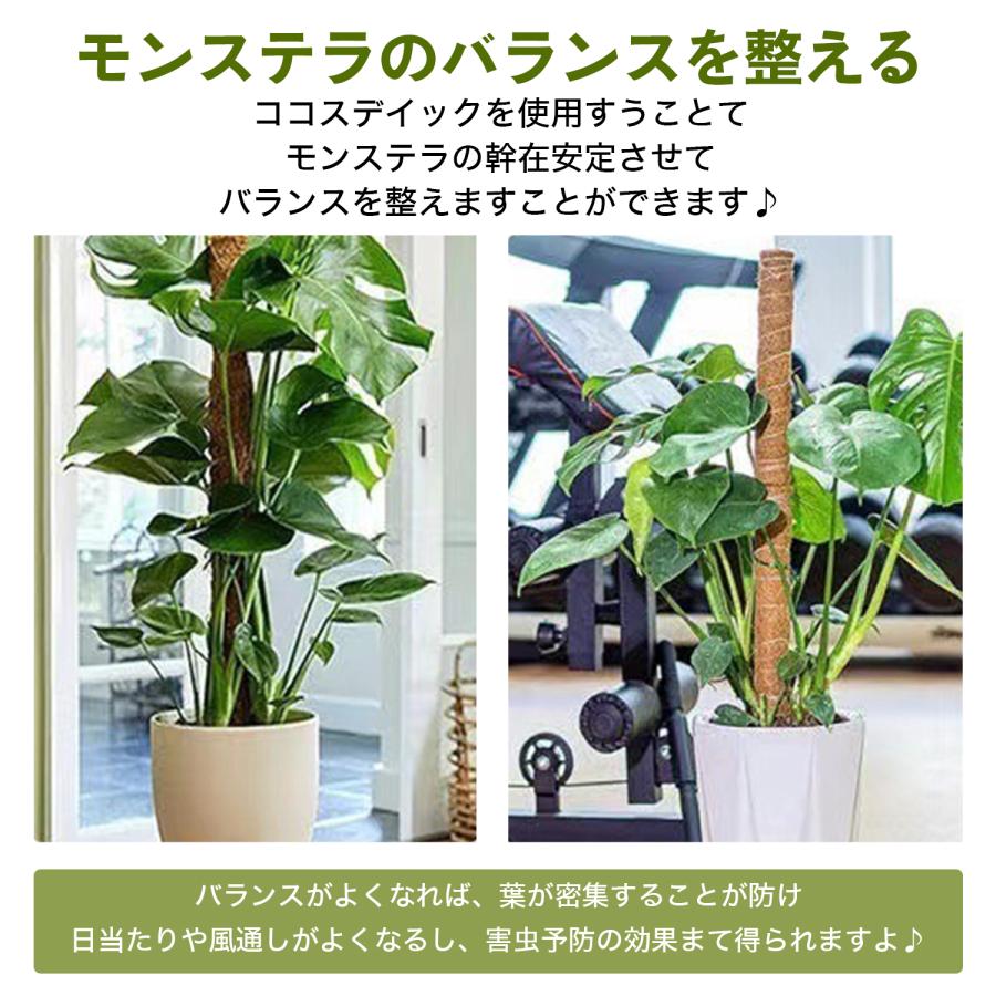 モンステラ 支柱 曲げられる 園芸支柱 ココナッツファイバー 天然素材