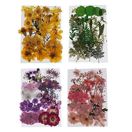 F Fityle 4セット 押し花 葉 素材 ドライフラワー Diy ネイルアート 装飾 乾燥花 黄色 紫 ピンク グリーン ドライフラワー