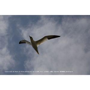 キヤノン EF24-105mm F4L IS II USM ※EFレンズ(フルサイズ対応) EF24-10540LIS2 返品種別Aの画像