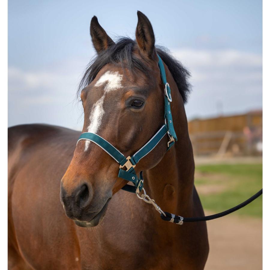 乗馬用品 EQUITHEME ライト ナイロン 無口 ダークグリーン 乗馬 馬具 