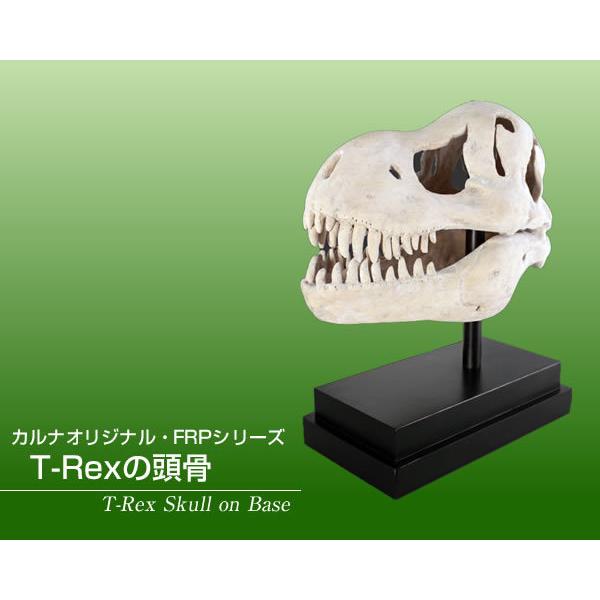 置物インテリア 恐竜頭T-Rexの頭骨 / T-Rex Skull on Base　　fr100502RS｜joy-joy｜02