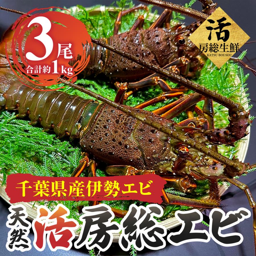 活伊勢海老 伊勢海老 房総海老 天然 国産 3尾 1kg 生きたまま 活伊勢海老 伊勢海老 房総海老 天然 国産 3尾 1kg 生きたまま