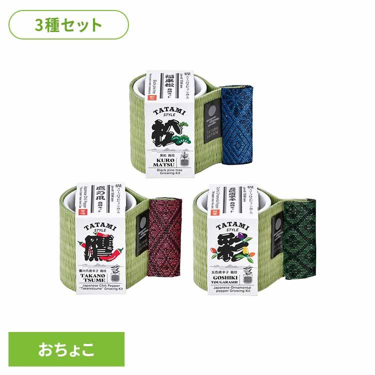 栽培キット 栽培セット 黒松 鷹の爪 五色とうがらし 聖新陶芸 (3種