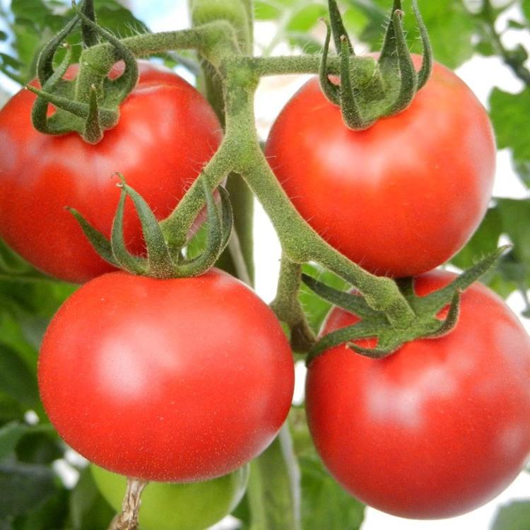 トマト 北海道 産地直送 旬 フルーツ 野菜 ギフト 糖度 下川町産フルーツトマト1箱（8〜15玉） (代引不可) (TD) |  | 01
