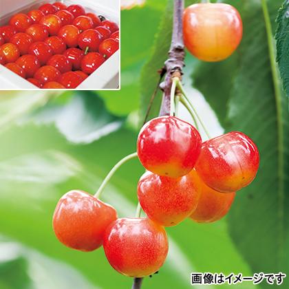 最大78 Offクーポン 北海道 フルーツ さくらんぼ 佐藤錦 L 秀品 手並べ