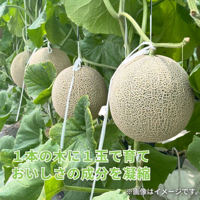 温室マスクメロン1個 送料込み : 郵便局物販サービスYahoo!店 - 通販