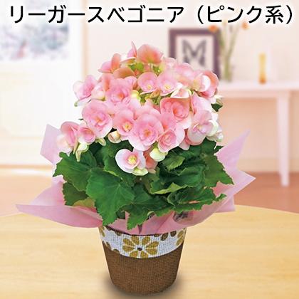 リーガースベゴニア（ピンク系） : 郵便局物販サービスYahoo!店 - 通販