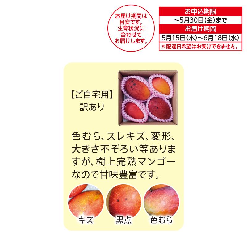 マンゴー 宮崎 訳ありアップルマンゴー ご自宅用 1.1kg（2〜4個 訳あり 宮崎県産完熟マンゴー 5.2Kg