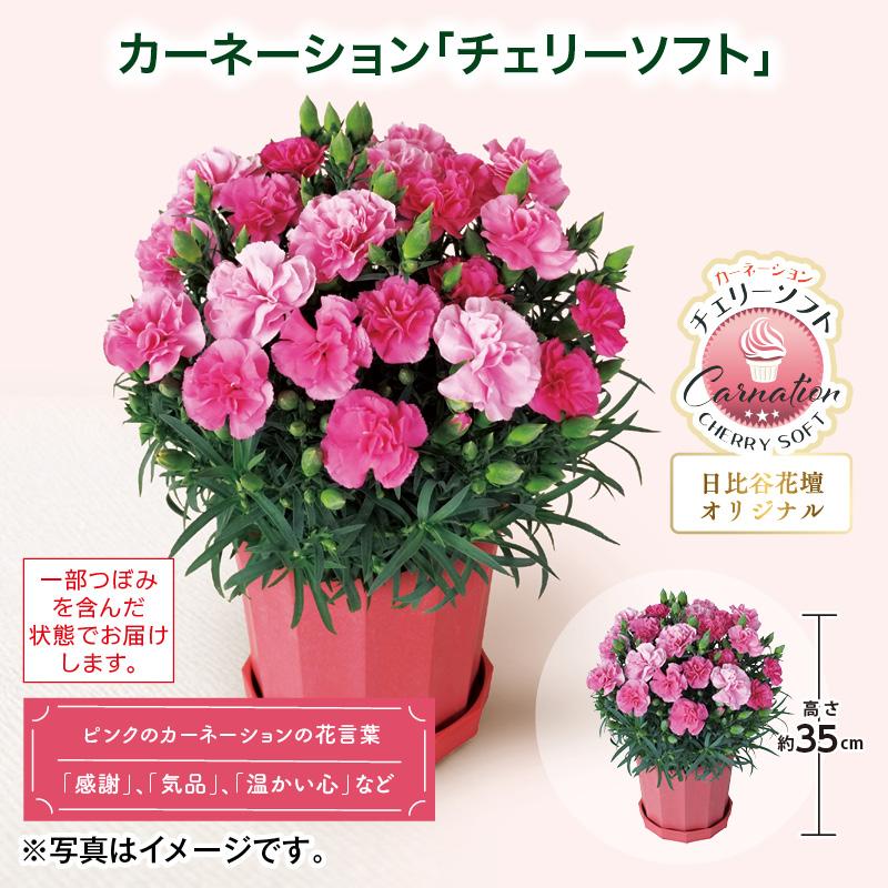 母の日 2026 早割 カーネーション「チェリーソフト」 送料込み : 郵便