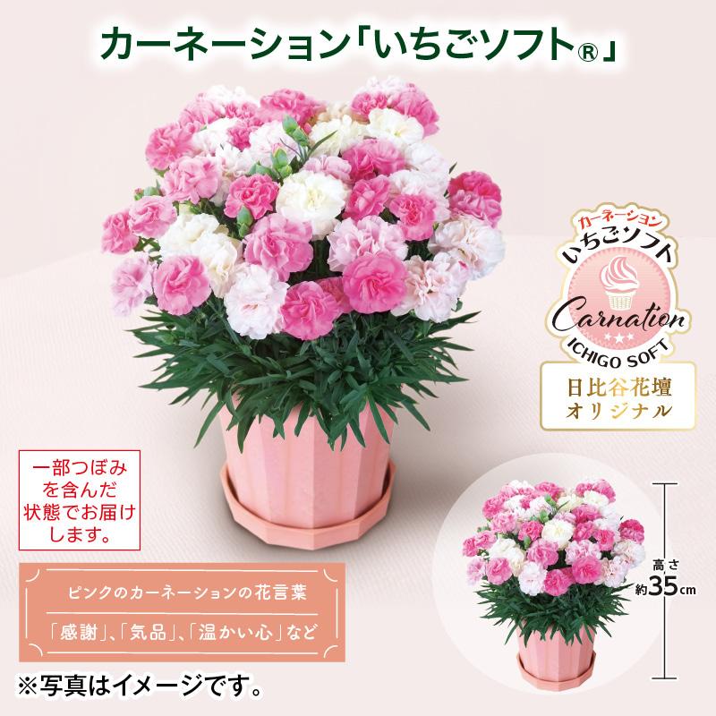 母の日 2026 カーネーション「いちごソフト（R）」 送料込み : 郵便局
