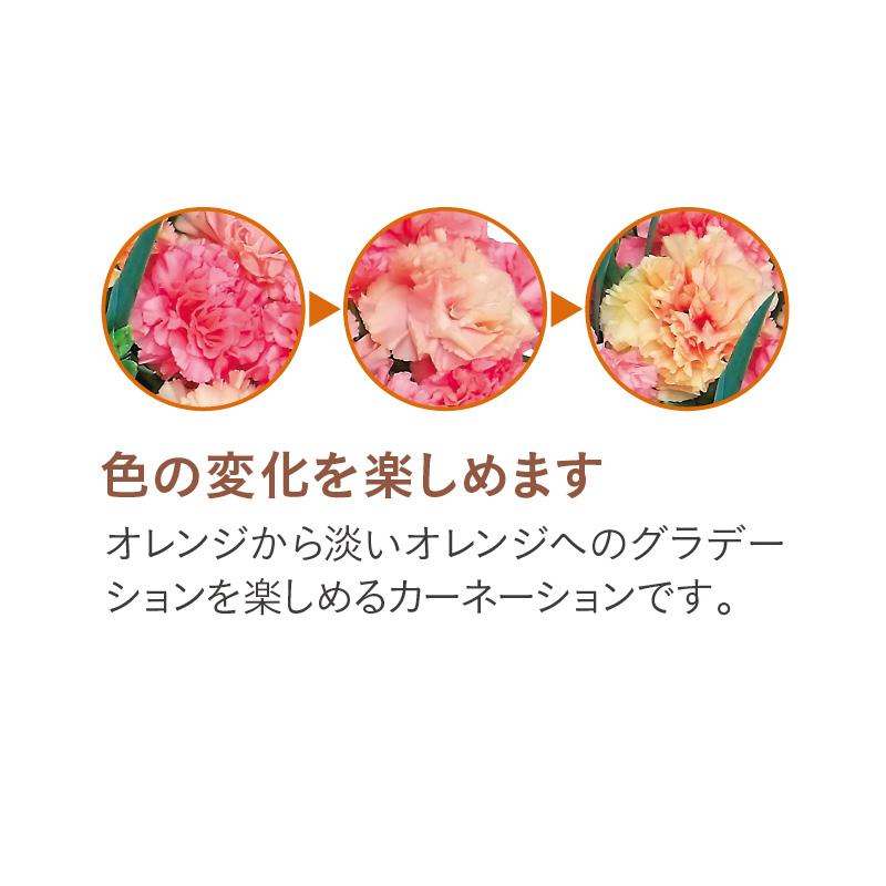 母の日 2026 カーネーション「マンゴーソフト（R）」 送料込み : 郵便