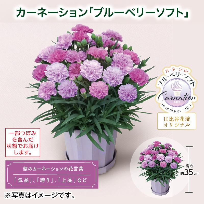 母の日 2026 カーネーション「ブルーベリーソフト」 送料込み : 郵便局