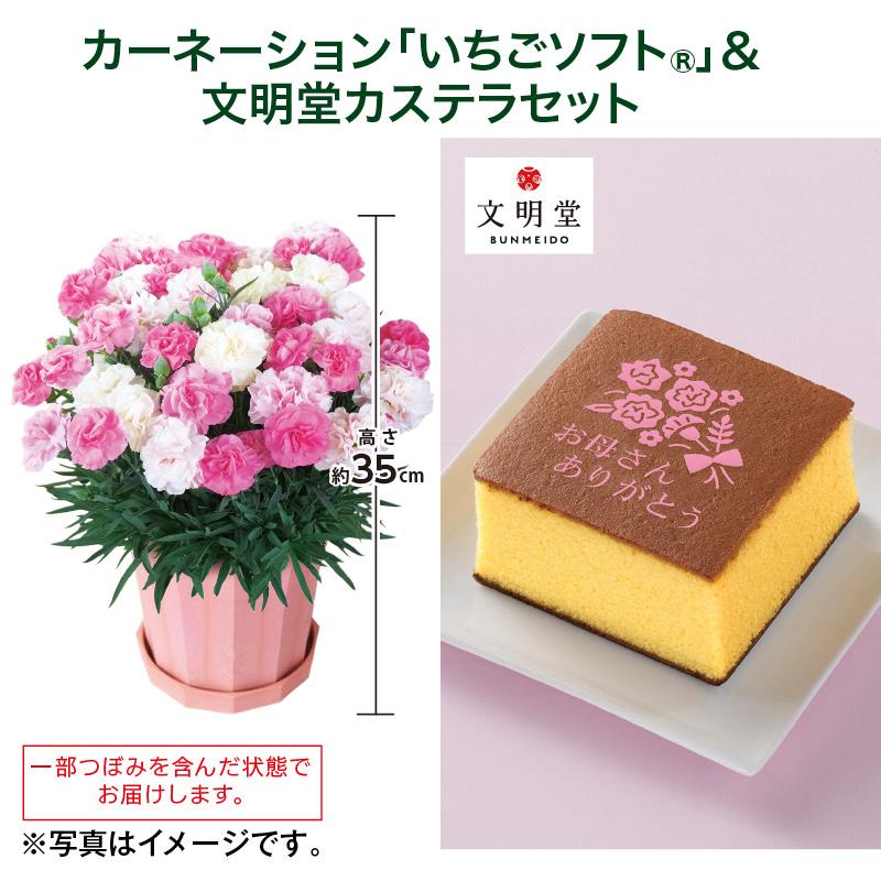 母の日 2026 カーネーション「いちごソフト（R）」＋文明堂カステラ