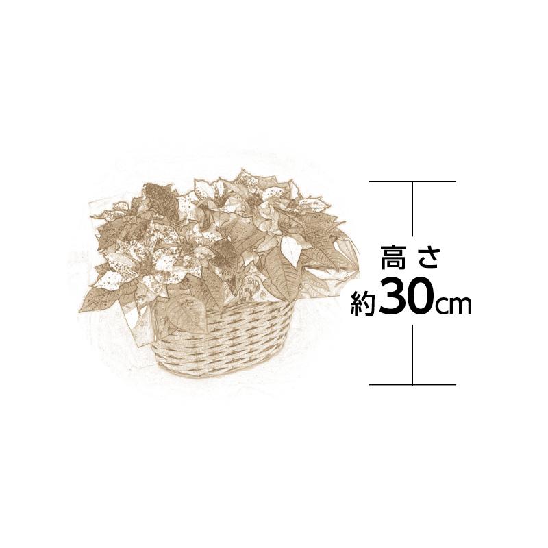 クリスマス 2025 早割 ポインセチア（ラメ付き）2鉢セット : 郵便局