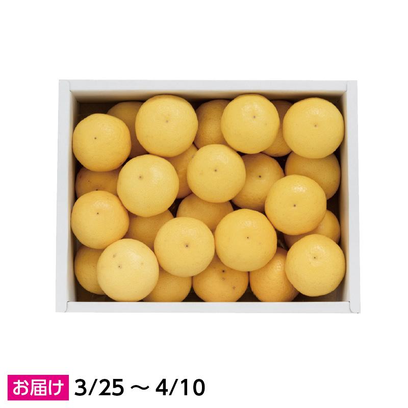 黄金柑 ミカン みかん 送料込み : 郵便局物販サービスYahoo!店 - 通販