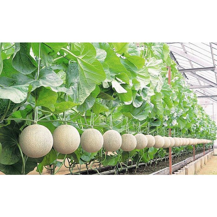 メロン 特選 足守メロン2玉 約2 6kg 岡山県産 プチギフト Melon02 岡山産直工房 Yahoo 店 通販 Yahoo ショッピング