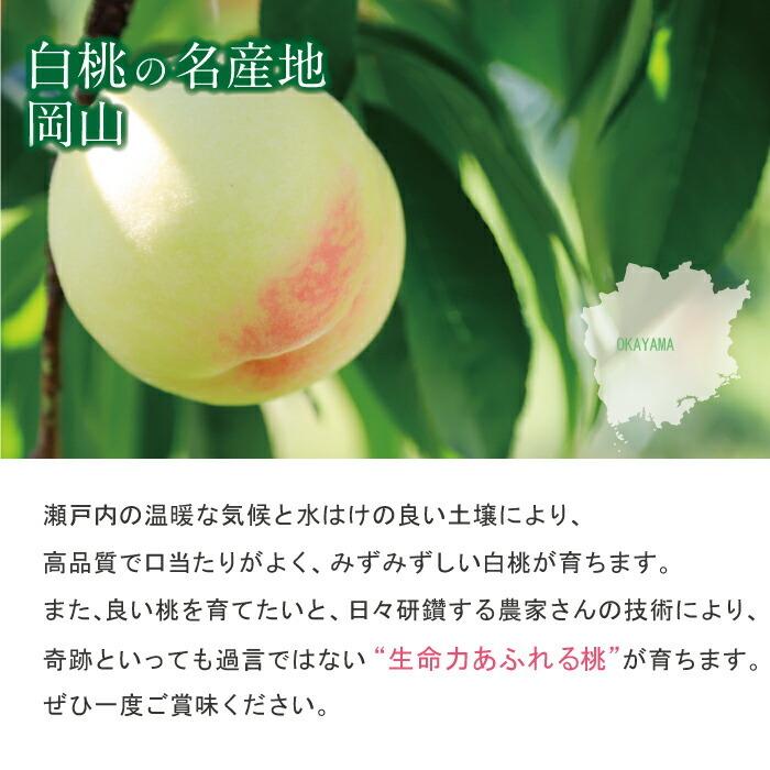 特秀品 桃 糖度センサー 白桃 岡山白桃 1.5kg前後 もも 桃 白桃 岡山県産 おかやま夢白桃 川中島白桃 産直 高級 フルーツ 果物 北海道沖縄一部地域配送の画像